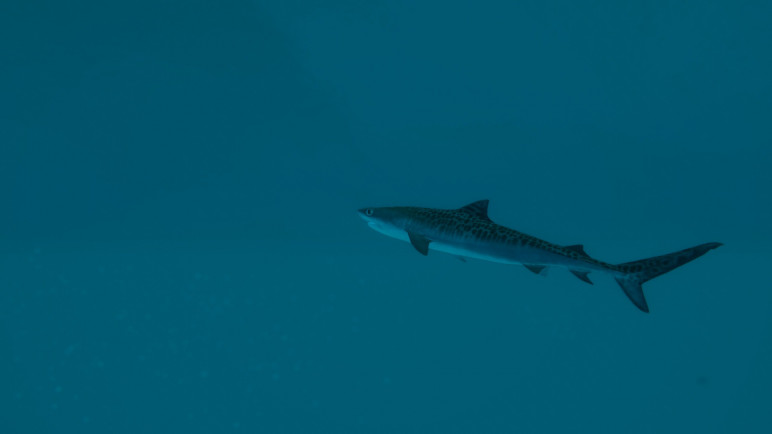 Ultimate Fishing Simulator 2 for Steam – image 8
